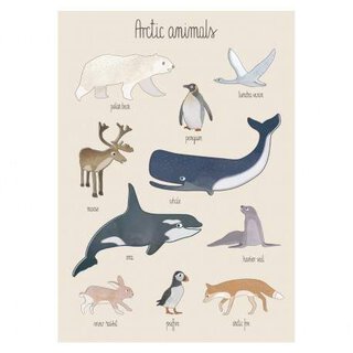 Plakat, Artic Animals | SEBRA